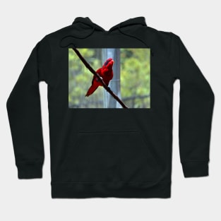 Blue-Streaked Lory Hoodie